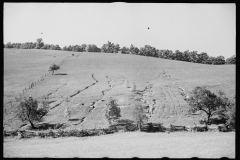 0383_Soil erosion, gullied, hillside  Garrett County, Maryland