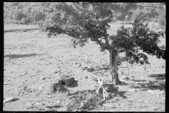 0408_Logging , Garrett County, Maryland