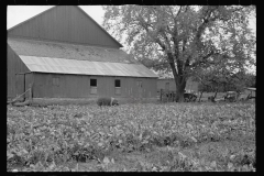 0464_Farm, large barn, pig and root crop