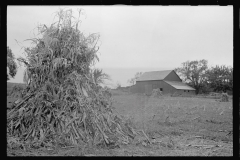 0465_Farm, large barn, clearing field / crop gathering