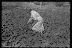 0468_ Farmers picking  unidentified  crop, Ottawa county , Kansas