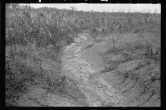 0471_Drainage ditch through sorghum  crop,   Kansas