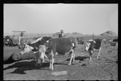 0475- Farmers with  Beef cattle