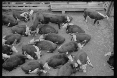 0484_Cattle at stockyard