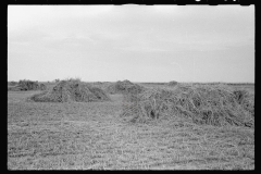 0518_Corn harvest , Kansas