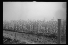 0527_ Experimental crops  , FSA