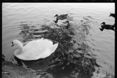 0564_Swan and cygnets , probably in the park, Minneapolis, Minnesota