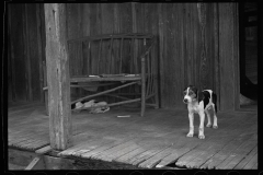 0584_Family pet of daughter of a sharecropper, Lauderdale County, Mississippi