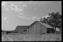 0594_Sharecropper barns , Lauderdale County , Mississippi