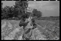 0595_Cotton picker, Lauderdale County, Mississippi