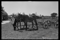 0597_Mule cart ,probably Lee County, Mississippi