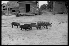 0637_Sow and piglets, probably Irwinville Farms Project , Georgia