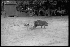 0638_Sow and piglets, probably Irwinville Farms Project , Georgia