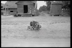 0639_Sow and piglets, probably Irwinville Farms Project , Georgia