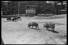 0640_Sow and piglets, probably Irwinville Farms Project , Georgia