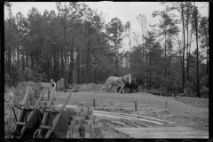 0653_Working horses , Grady County , Georgia