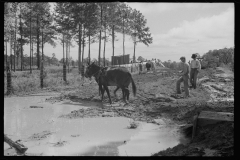 0655_,Resettlement farming ,  Grady County , Georgia