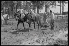 0657_Land improvement , heavy ground, Grady County, Georgia