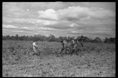 0658_Mule and plough , proboybably  Grady County, Georgia