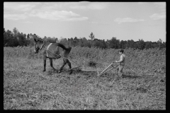 0660_ Young resettlement farmer with harrow, Grady County, Georgia