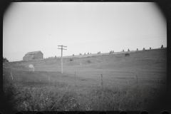 0763_Horses and corn stacks , West Virginia