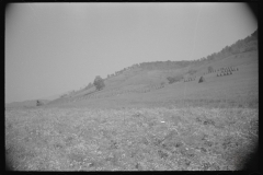 0764_Corn stacks , farming , West Virginia