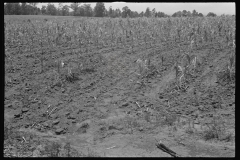 0795_Corn (Maize), crop,  probably Alabama