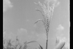 0796_ Corn (Maize ) in flower , Alabama