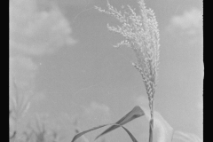 0797_Corn (Maize ) in flower , Alabama