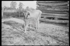 0812_Cow with calf , Hale County , Alabama.