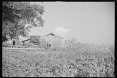 0817_Sharecropper's field and buildings  Hale County , Alabama