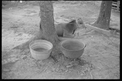 0819_unidentified animal and feeding bowls , Alabama