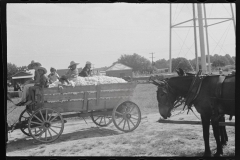 0821_Waggon load of cotton probably Moundville, Alabama