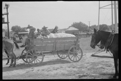 0822_Waggon load of cotton probably Moundville, Alabama