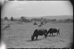 0839_Milking cows , hay stacks , farming scene , Tygart Valley , West Virginia