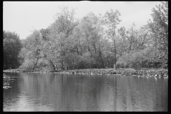 0990_Tranquil river scene , possibly Au  Sable river, Michigan