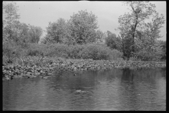 0891_Tranquil river scene , possibly Au  Sable river, Michigan