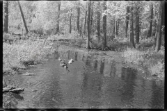 0892_Tranquil river scene , possibly Au  Sable river, Michigan