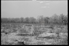 0895_Evidence of felled trees , unknown location