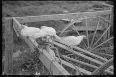 0908_Chickens possibly associated with Winton , Minnesota