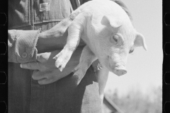 1103_African _American farm worker / farmer with pig