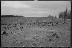 1140_Probably woodland clearance for housing , location  unknown