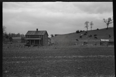 1142_Unknown homestead with cattle,