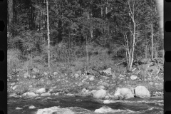 1153_Unknown fast flowing river bounded by dense trees