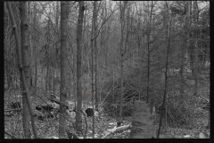 1174_Possibly  woodland clearance , unknown location