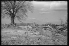 1178_Up-rooted trees , storm damage ,  Northampton , Massachusetts