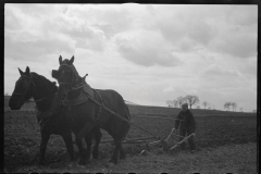 1181_Traditional ploughing with pair of  horses , location unknown .