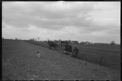 1218_Traditional two horse ploughing , location unknown