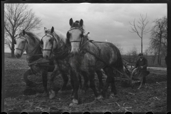 1227_Three horse ploughing. location unknown