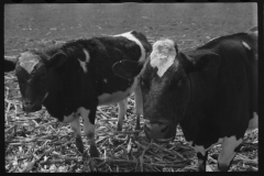 1259_Unknown cattle in unknown location